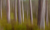Abstract of Scot's pine trees (Pinus sylvestris) in natural woodland, Beinn Eighe NNR, Highlands, NW Scotland, UK, May