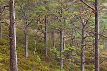 Scot's pine trees (Pinus sylvestris) in natural woodland, Beinn Eighe NNR, Highlands, NW Scotland, UK, May