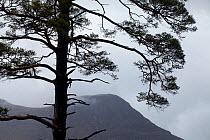 Scot's pine tree (Pinus sylvestris) Beinn Eighe NNR, Highlands, NW Scotland, UK, May