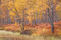 Silver birch trees (Betula pendula) in autumn, Craigellachie NNR,  Cairngorms NP, Highlands, Scotland, UK, October