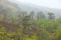 Scot's pine trees (Pinus sylvestris) and Silver birch (Betula pendula) in natural woodland, Beinn Eighe NNR, Highlands, NW Scotland, UK, May