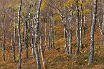 Trunks of Silver birch trees (Betula pendula) in autumn woodland, Rothiemurchus Forest,  Cairngorms NP, Highlands, Scotland, UK, October