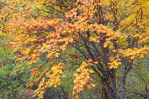 Rowan tree (Sorbus aucuparia) in autumn woodland, Glen Affric,  Cairngorms NP, Highlands, Scotland, UK, October