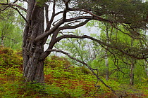 Scot's pine tree (Pinus sylvestris) and Silver birch (Betula pendula) in natural woodland, Beinn Eighe NNR, Highlands, NW Scotland, UK, May