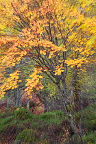Rowan tree (Sorbus aucuparia) in autumn woodland, Glen Affric,  Cairngorms NP, Highlands, Scotland, UK, October