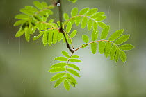 Rowan (Sorbus aucuparia), fresh leaves in spring rain, Beinn Eighe NNR, Highlands, NW Scotland, UK, May. Did you know? In the Victoria era, twigs of the Rowan were thought to ward off evil spirits.