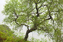 Silver birch tree (Betula pendula) in natural woodland, Beinn Eighe NNR, Highlands, NW Scotland, UK, May