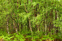 Silver birch trees (Betula pendula) in natural woodland, Beinn Eighe NNR, Highlands, NW Scotland, UK, May
