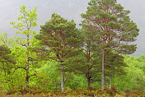 Scot's pine trees (Pinus sylvestris) and Silver birch (Betula pendula) in natural woodland, Beinn Eighe NNR, Highlands, NW Scotland, UK, May