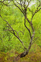 Silver birch (Betula pendula) in natural woodland, Beinn Eighe NNR, Highlands, NW Scotland, UK, May