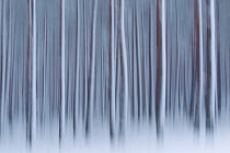 Abstract of winter pine forest, Cairngorms NP, Highlands, Scotland, UK, March 2011. Did you know? The average snowflake has a top speed of 1.7m.
