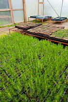 Scot's pine tree seedlings (Pinus sylvestris) growing in trays in tree nursery, Beinn Eighe NNR, Highlands, NW Scotland, UK, May