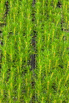 Scot's pine tree seedlings (Pinus sylvestris) growing in trays in tree nursery, Beinn Eighe NNR, Highlands, NW Scotland, UK, May