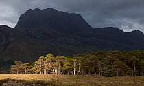 Scot's pine trees (Pinus sylvestris) in natural woodland with Slioch in background, near Loch Maree, Torridon, NW Scotland, UK, May 2011
