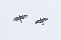 Two Rooks (Corvus frugilegus)  in flight in snow blizzard, Scotland, UK, March