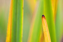 Autumnal reeds and grasses abstract, Forsinard Flows RSPB reserve, Sutherland, Scotland, UK, October. Did you know? In the UK alone, the services wetlands provide, such as cleaning water and acting as...