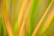 Autumnal reeds and grasses abstract, Forsinard Flows RSPB reserve, Sutherland, Scotland, UK, October