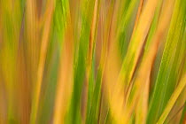 Autumnal reeds and grasses abstract, Forsinard Flows RSPB reserve, Sutherland, Scotland, UK, October