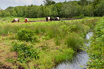 Belted galloway cattle grazing on the Somerset levels at Westhay Nature Reserve, Somerset, UK, June 2011