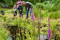Family pond dipping in rhyne / dyke, Westhay Nature Reserve, Somerset Levels, UK, June 2011, model released