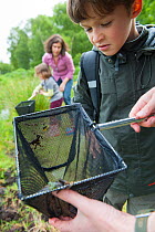Family pond dipping in rhyne, Westhay Nature Reserve, Somerset Levels, UK, June 2011, model released