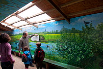 Family visiting the Westhay Nature Reserve, learning about Bitterns from information display, Somerset Levels, UK, June 2011, model released