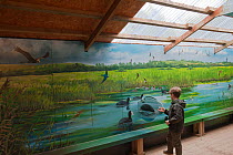 Boy at bird information display on family visit to the Westhay Nature Reserve, Somerset Levels, UK, June 2011, model released