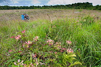 Family visiting the Westhay Nature Reserve, honeysuckle flowers in foreground, Somerset Levels, UK, June 2011, model released