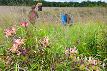 Family visiting the Westhay Nature Reserve, honeysuckle flowers foreground, Somerset Levels, UK, June 2011, model released