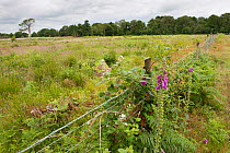 Fencing put up for the release of Exmoor ponies at Street Heath for conservation grazing, Somerset Levels, UK, June 2011