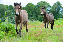 Releasing Exmoor ponies at Street Heath for conservation grazing, Somerset Levels
