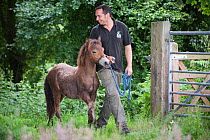 Warden leading Exmoor pony foal, Exmoor ponies introduced at Street Heath for conservation grazing, Somerset Levels, UK, June 2011