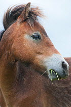 Exmoor pony introduced at Street Heath for conservation grazing, Somerset Levels, UK, June 2011