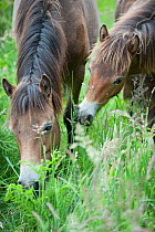 Exmoor pony mare and foal, Exmoor ponies introduced at Street Heath for conservation grazing, Somerset Levels, UK, June 2011