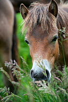 Exmoor pony foal, Exmoor ponies introduced at Street Heath for conservation grazing, Somerset Levels, UK, June 2011