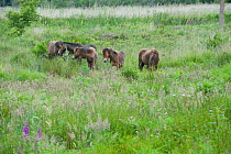 Exmoor pony group, Exmoor ponies introduced at Street Heath for conservation grazing, Somerset Levels, UK, June 2011
