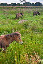 Exmoor pony foal, Exmoor ponies introduced at Street Heath for conservation grazing, Somerset Levels, UK, June 2011