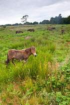 Exmoor pony group, Exmoor ponies introduced at Street Heath for conservation grazing, Somerset Levels, UK, June 2011