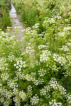 Cow parsley (Anthriscus sylvestris) in flower on  Somerset Levels, Somerset, UK, June