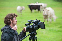Cameraman Will Bolton filming herd of conservation grazing cattle on Tealham Moor, discussing the Conservation grazing programme, Somerset Levels, Somerset, UK, June 2011, model released