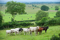 Domestic cattle, part of the conservation grazing cattle programme on Tealham Moor, Somerset Levels, UK, June 2011
