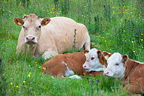 Domestic cattle, cow and two calves resting, part of the conservation grazing cattle programme on Tealham Moor, Somerset Levels, UK, June 2011