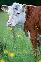 Domestic cattle, part of the conservation grazing cattle programme on Tealham Moor, Somerset Levels, UK, June 2011