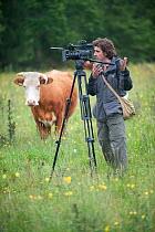 Cameraman Will Bolton filming Domestic cattle, herd of conservation grazing cattle owned by Raff Ponsillo on Tealham Moor, Somerset Levels, UK, June 2011, model released