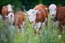 Domestic cattle, herd of conservation grazing cattle owned by Raff Ponsillo on Tealham Moor, Somerset Levels, UK, June 2011
