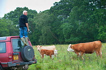 Farmer, Raff Ponsillo, viewing Domestic cattle from back of jeep, herd of conservation grazing cattle on Tealham Moor, Somerset Levels, UK, June 2011
