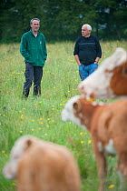 Somerset Wildlife Trust officer, David Leach, and Farmer, Raff Ponsillo, viewing domestic cattle, herd of conservation grazing cattle on Tealham Moor, Somerset Levels, UK, June 2011