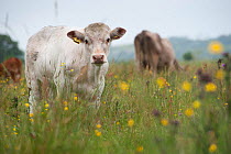 Domestic cow from herd of conservation grazing cattle on Tealham Moor, Somerset Levels, UK, June 2011