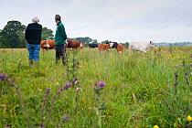 Somerset Wildlife Trust officer, David Leach, and Farmer, Raff Ponsillo, viewing domestic cattle and discussing conservation grazing programme on Tealham Moor, Somerset Levels, UK, June 2011