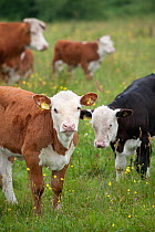 Domestic cattle, herd from the conservation grazing cattle programme on Tealham Moor, Somerset Levels, UK, June 2011